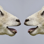 Mīlestība uz brāļiem