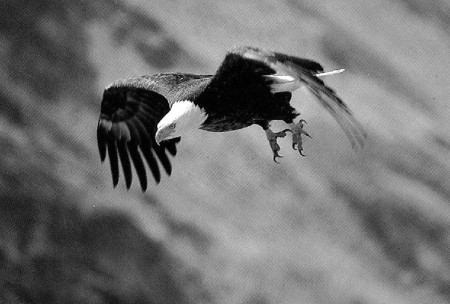 Uz ērgļa spārniem